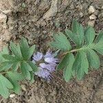 Hydrophyllum capitatum Blomst