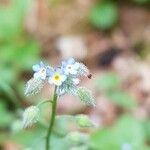 Myosotis strictaBlomma