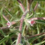 Echium asperrimum Outro