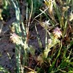 Platycapnos spicata 葉