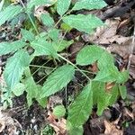 Aralia nudicaulis Φύλλο