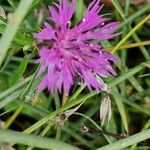 Centaurea aspera花