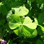 Oxalis articulata Leaf