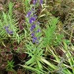 Angelonia biflora Habit