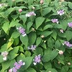 Hydrangea involucrata Leaf