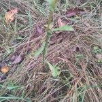 Leucanthemum vulgareLeaf