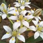 Scilla villosa Flower