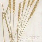 Elymus repens Habit