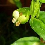 Commelina communis Owoc