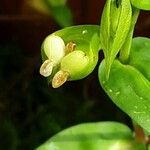 Commelina communis Fruit