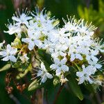 Rhododendron columbianum Flor