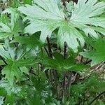 Ligularia przewalskii Leaf
