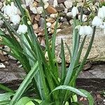 Leucojum aestivum Hábitos