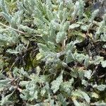 Achillea nana Leaf