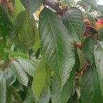 Prunus avium ᱥᱟᱠᱟᱢ