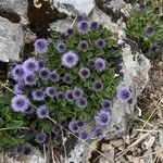 Globularia incanescensKvět