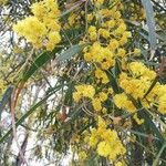 Acacia longifolia Kwiat