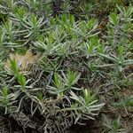 Lavandula angustifoliaList