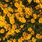 Bidens bipinnata Blodyn