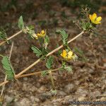 Kallstroemia californica عادت