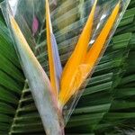 Strelitzia reginaeŽiedas