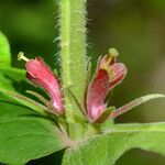 Triosteum perfoliatum Flower