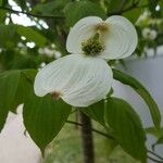 Cornus nuttallii 花