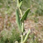 Myagrum perfoliatum Folha