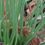 Asphodelus acaulis 葉