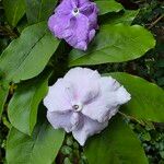Brunfelsia pauciflora Çiçek