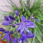 Agapanthus praecox ফুল