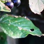 Solanum scabrum 葉