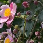 Anemone hupehensis Kvet