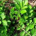 Geum aleppicum ഇല