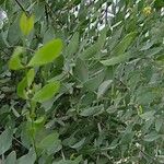 Simmondsia chinensis Hábito