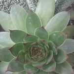 Sempervivum calcareum Лист