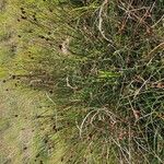 Juncus conglomeratusFlor