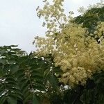 Aralia spinosa 花