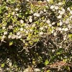 Gardenia volkensii Frucht