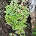 Oxalis exilis Hoja