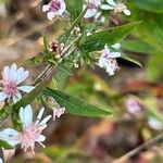 Symphyotrichum lateriflorum 花