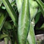Hoya longifolia Folha