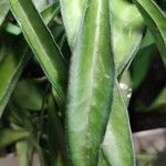 Hoya longifolia Blad