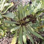 Echium decaisnei Fruit