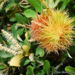 Chrysolepis sempervirens Fruit