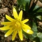 Oreithales integrifolia Flor
