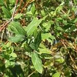 Salix cinerea Leaf