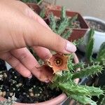 Huernia macrocarpa Flower