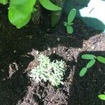 Ambrosia tenuifolia Hoja