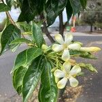 Hymenosporum flavum Flower